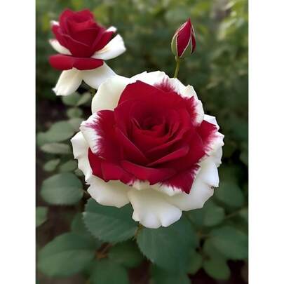 341pcs Red And White Rose Seeds, Easy To Grow, Planting Guide Included, Beautiful And Traditional Gardening, Gardening Gift