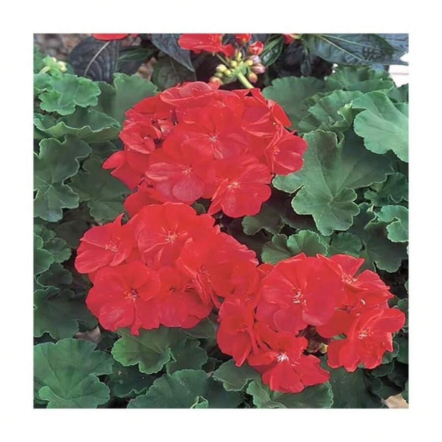 Semillas de flor de geranio color mixto paquete 20 piezas fácil germinación para jardín y plantación en casa tipo ornamental decorativo belleza botánica alta calidad especie resistente - 20 - Ver 1