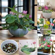 30/70 Semillas de Loto y Bonsai, semillas de loto para cortar y usar en arreglos florales, bonsai de loto de colores mixtos pre-germinados, fácil crecimiento con cuidado mínimo, incluye guía de plantación - 70 semillas - Ver 7