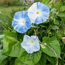CHFlying Saucers Morning Glory Seeds 2500 Ipomoea Purpurea Flowers Beautiful Blue Flowers Fast Growing And Easy To Maintain - 2500 - View 3