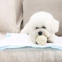 20/50/100 pezzi Pannolini usa e getta extra large per cani, Mutandine di addestramento per cani, Super assorbenti, Anti-perdite, Anti-odore, Facili da pulire, Adatti per cuccioli, Cani di piccola taglia, Addestramento in casa, Educazione degli animali domestici - Multicolore - Visualizzare 3