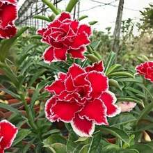 100 Piezas de Semillas de Adenium Obesum Rosa del Desierto - Perenne, Tolerante a la Sequía, Planta de Crecimiento Rápido para Uso Interior y Exterior - Hermosas Flores para Paisajismo y Cuidado del Jardín - 100 piezas - Ver 2