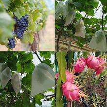 50/100个装水果保护袋，无纺布网袋，带抽绳，适用于葡萄、蔬菜、园艺用品 - 白色 - 查看 6