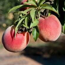 11 piezas de semillas de melocotón enano, semillas no transgénicas, planta de madurez temprana, auto-maduración, fruta comestible, adecuadas para cultivo en interiores y exteriores, fáciles de cultivar - tz-11 - Ver 2