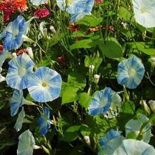 CHFlying Saucers Morning Glory Seeds 2500 Ipomoea Purpurea Flowers Beautiful Blue Flowers Fast Growing And Easy To Maintain - 2500 - View 1