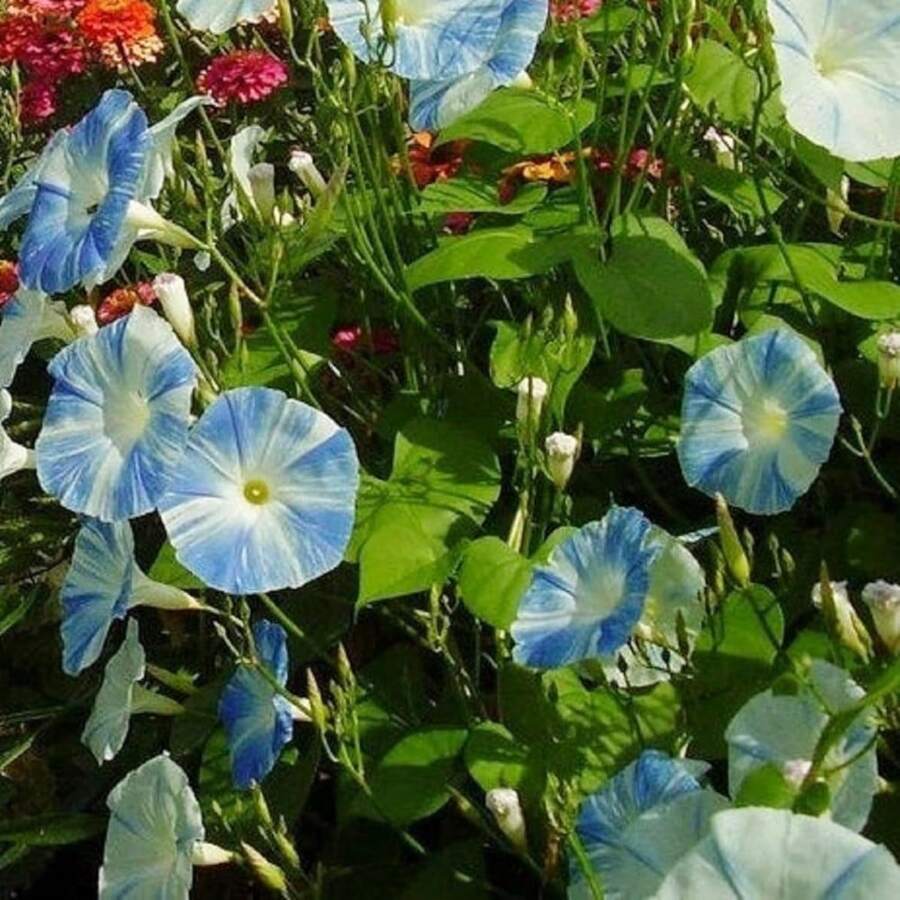 CHFlying Saucers Morning Glory Seeds 2500 Ipomoea Purpurea Flowers Beautiful Blue Flowers Fast Growing And Easy To Maintain - 2500 - View 1