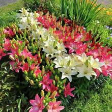 Rare Lily colores mixtos / Bulbos de lirio perennes recién excavados plantas semillas vivas para plantar semillas de flores para cultivar semillas de plantas únicas - 200 - Ver 1