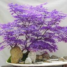 Mezcla de Hojas de Cuerno Lila, Flores de Exterior, Cubierta de Suelo, Hierba Creciente, Plantas de Interior-Exterior, Flores para Plantar, Hierbas, Jardinería, Adecuado para Amantes de las Plantas como Regalo de la Naturaleza, Entrega Local - 100 uds./juntos - Ver 1