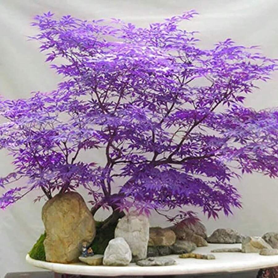 Mezcla de Hojas de Cuerno Lila, Flores de Exterior, Cubierta de Suelo, Hierba Creciente, Plantas de Interior-Exterior, Flores para Plantar, Hierbas, Jardinería, Adecuado para Amantes de las Plantas como Regalo de la Naturaleza, Entrega Local - 100 uds./juntos - Ver 1