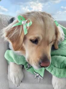 6pcs/Set Pet Bow Hair Clips, Cute Cat Pearl Bow Hair Accessories For Dog Birthday Decoration