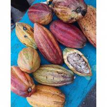 200 semillas de chocolate de cacao contienen semillas amarillas y rojas,  de  de plantas, semillas de vegetales, plantas de hosta, semillas de flores para jardinería, semillas de flores para exteriores, semillas de flores para plantar, semillas de flores perennes, semillas de plantas - 200 - Ver 2