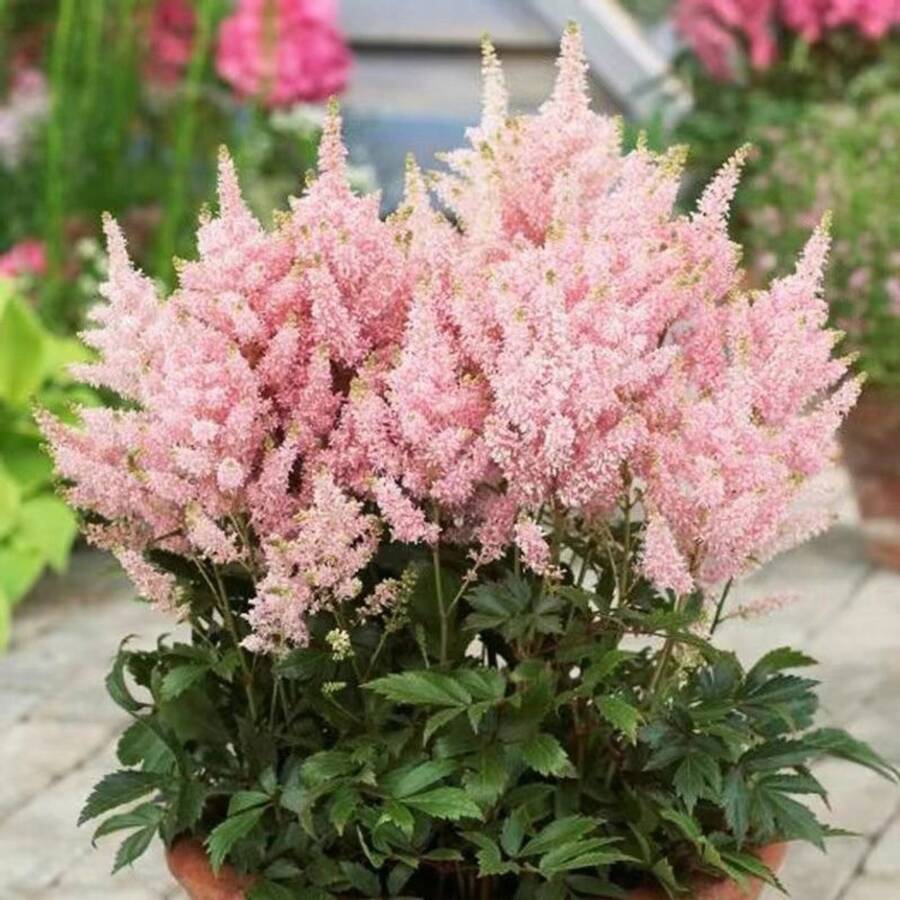 150 piezas de semillas de Astilbe Arendsii Bunter Heirloom: No transgénicas, alta tasa de germinación, perfectas para jardines de sombra - 150 piezas - Ver 1