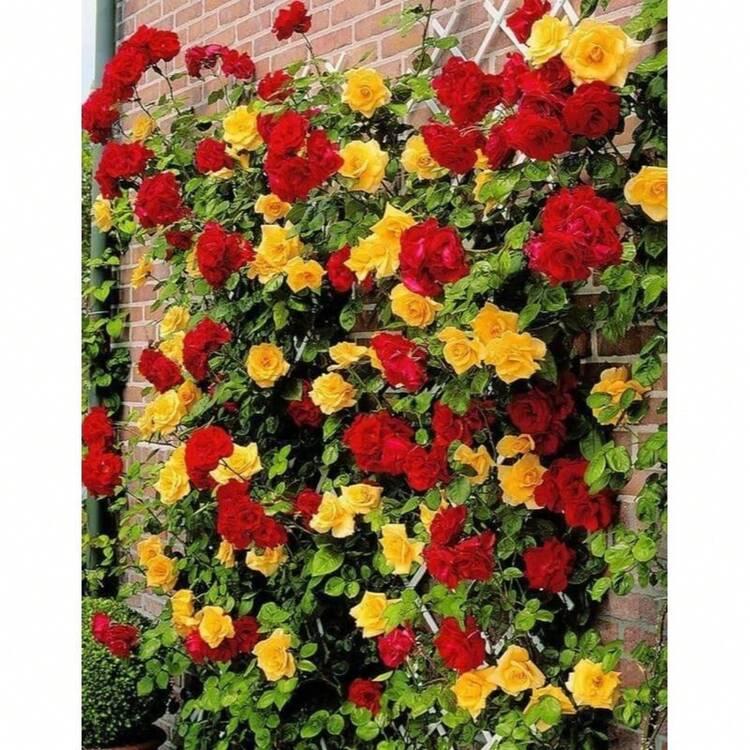 174 piezas de semillas de rosas trepadoras para plantar al aire libre, flores ornamentales trepadoras, arbusto de rosa, enredadera trepadora de larga floración - 174 - Añade 1