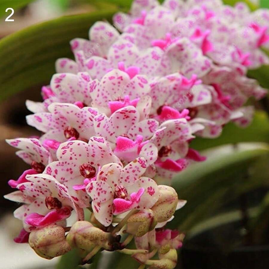 274 piezas semillas de Cymbidium fragantes, orquídea aromática fácil de plantar, flores exóticas para jardín, resistencia y colorido espectacular, adecuados para cultivo doméstico - 274 - Ver 1