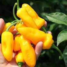 233 Pieces Outdoor Seeds Paprika Seeds, Birthday And Holiday Gifts For Old Friends, The Best Choice For Gifts - 233 - View 1