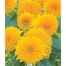 Seeds Gift 500Pcs 40 Sunflower Teddy Bear Seeds