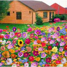257 piezas de semillas mixtas de flores silvestres se utilizan para atraer polinizadores y pueden sembrarse en primavera u otoño para uso en las zonas 3, 4, 5, 6, 7, 8, 9 y 10. de  de plantas vivas, semillas de vegetales, plantas de hosta, semillas de flores para jardinería, plantas de flores para exteriores, semillas de flores para plantar, plantas de jardín exteriores, semillas de plantas para exteriores, repelente de mosquitos, semillas de flores perennes para plantar - 257 - Ver 1