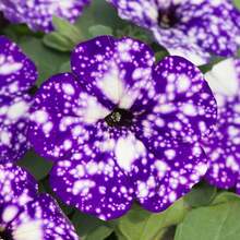 169 piezas Beneficios de la nueva tienda semillas de flores de amor del cielo nocturno - semillas de flores de amor para el jardín familiar - 169 - Ver 1