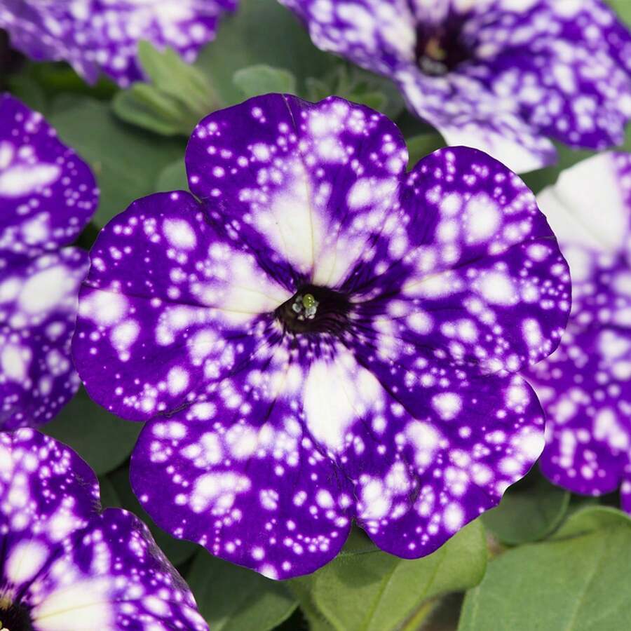 169 piezas Beneficios de la nueva tienda semillas de flores de amor del cielo nocturno - semillas de flores de amor para el jardín familiar - 169 - Ver 1