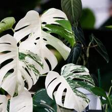 100 piezas de semillas de tortuga blanca raras, adecuadas para decoración interior y exterior en el Día de San Valentín, Navidad, Pascua, Acción de Gracias, resistentes al frío y adecuadas para todas las estaciones, ideales para jardines de bricolaje, jardines domésticos, macetas y patios - regalos de jardinería ideales - Navidad - Flores de festivales - Flores de celebración - Navidad - Semillas de tortuga blanca - Ver 3