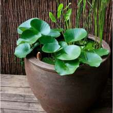 30/70 Semillas de Loto y Bonsai, semillas de loto para cortar y usar en arreglos florales, bonsai de loto de colores mixtos pre-germinados, fácil crecimiento con cuidado mínimo, incluye guía de plantación - 70 semillas - Ver 3