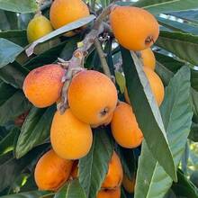 Semilla de árbol, semilla de níspero, semilla de árbol frutal que se puede plantar en las cuatro estaciones de un gran árbol de níspero - 20 piezas - Ver 2