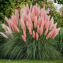 Semillas de flores ornamentales y hierba de pampas rosadas, plantas de jardín heredadas, adecuadas para el paisaje del jardín en casa - 288 piezas - Ver 1