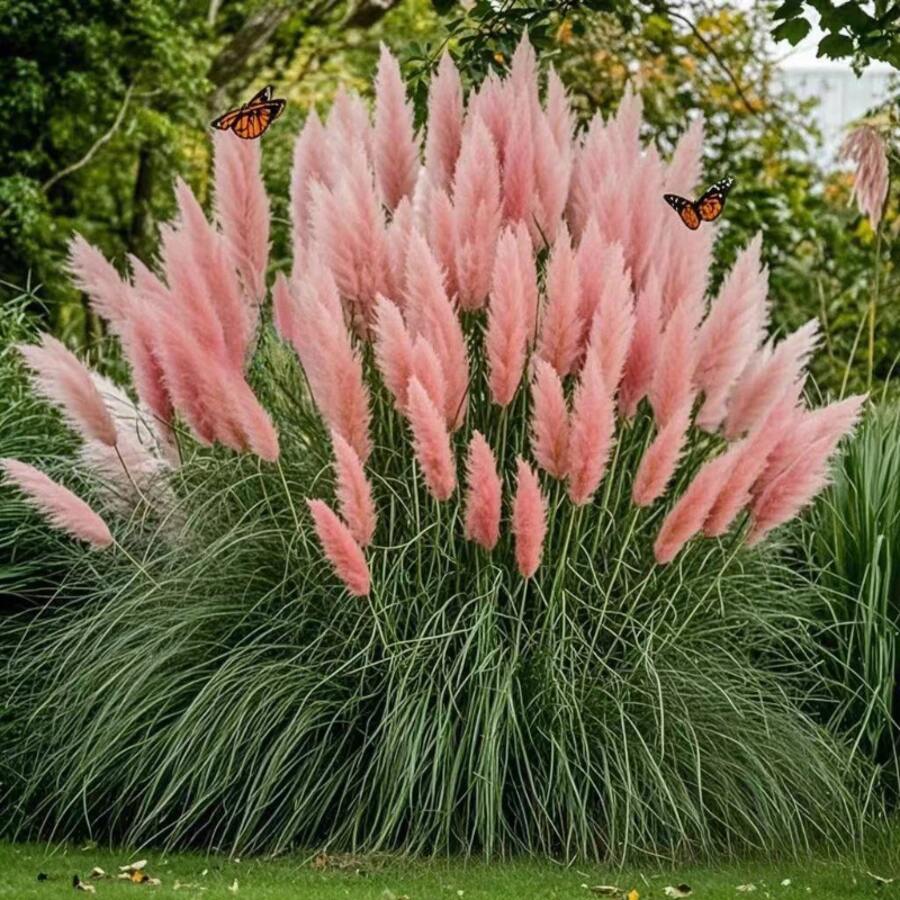 Semillas de flores ornamentales y hierba de pampas rosadas, plantas de jardín heredadas, adecuadas para el paisaje del jardín en casa - 288 piezas - Ver 1