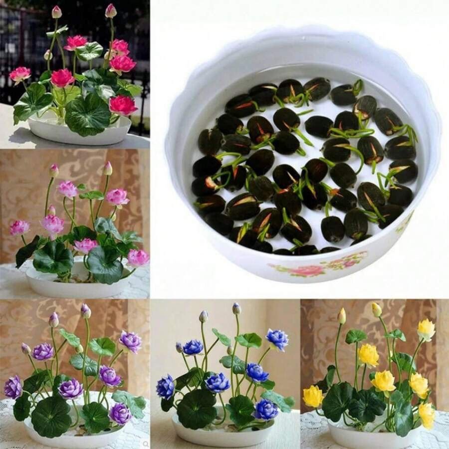 30/70 Semillas de Loto y Bonsai, semillas de loto para cortar y usar en arreglos florales, bonsai de loto de colores mixtos pre-germinados, fácil crecimiento con cuidado mínimo, incluye guía de plantación - 70 semillas - Ver 1