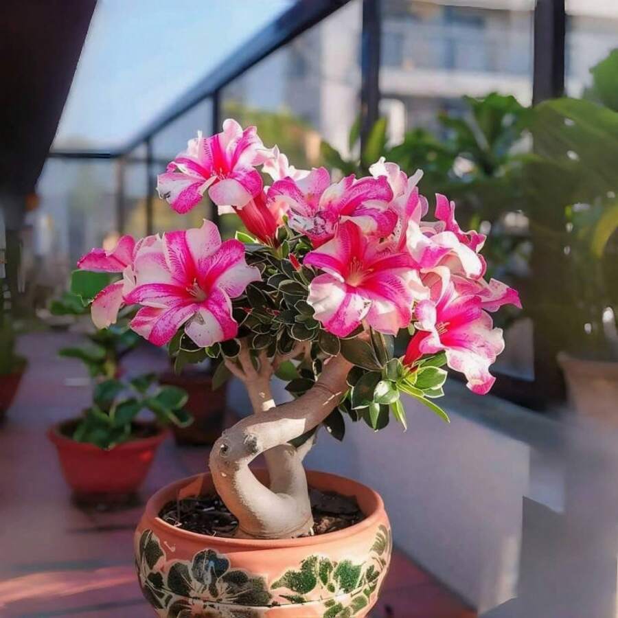 20 piezas de semillas de rosa del desierto perenne Adenium Obesum, planta de paisajismo llamativa, hermosa flor para jardinería interior y exterior, atrae polinizadores, herencia. - 20 piezas (S001#1) - Ver 1