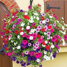 Semillas de Petunia Heirloom - 3000+ Plantas Bonsai Gra de colores arcoíris mixtos en  de , semillas de vegetales, plantas de hosta, plantas vivas, plantas de jardinería, semillas de flores, plantas para exteriores, semillas de flores para plantar, plantas vivas en , plantas no en , plantas perennes para jardín al aire libre, semillas para plantar, plantas vivas en , no semillas, semillas de flores perennes, semillas de plantas - 1 paquete - Ver 3