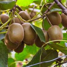 200 Semillas de Kiwi semillas de kiwi jardín comestibles árbol frutal no OGM resistente plantación fácil macetas exterior saludable variedad horticultura tropical - 200 piezas - Ver 1