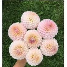 500 Dahlia Pompon Flower Seeds Mix For Planting - 500 Seeds - View 3