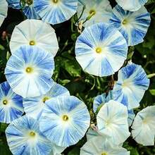 CHFlying Saucers Morning Glory Seeds 2500 Ipomoea Purpurea Flowers Beautiful Blue Flowers Fast Growing And Easy To Maintain - 2500 - View 2