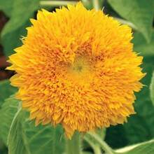 Seeds Gift 500Pcs 40 Sunflower Teddy Bear Seeds