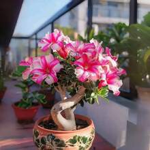 20 piezas de semillas de rosa del desierto perenne Adenium Obesum, planta de paisajismo llamativa, hermosa flor para jardinería interior y exterior, atrae polinizadores, herencia. - 20 piezas (S001#1) - Ver 2