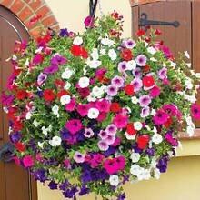 Semillas de Petunia Heirloom - 3000+ Plantas Bonsai Gra de colores arcoíris mixtos en  de , semillas de vegetales, plantas de hosta, plantas vivas, plantas de jardinería, semillas de flores, plantas para exteriores, semillas de flores para plantar, plantas vivas en , plantas no en , plantas perennes para jardín al aire libre, semillas para plantar, plantas vivas en , no semillas, semillas de flores perennes, semillas de plantas - 1 paquete - Ver 2