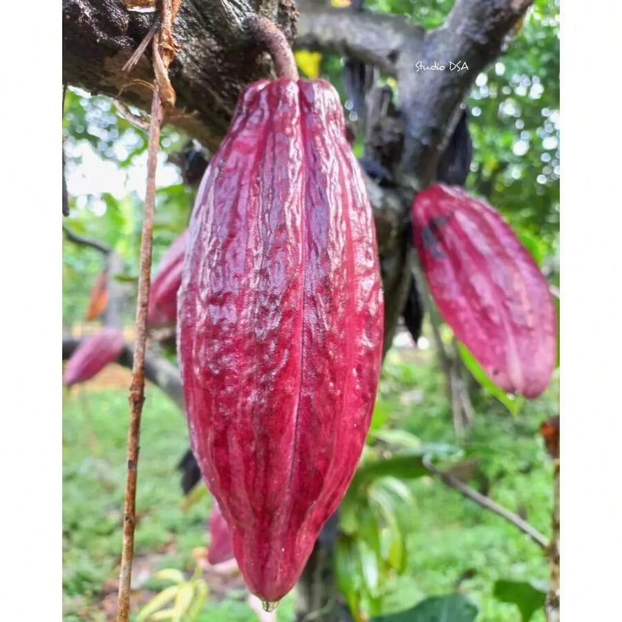 200 semillas de chocolate de cacao contienen semillas amarillas y rojas,  de  de plantas, semillas de vegetales, plantas de hosta, semillas de flores para jardinería, semillas de flores para exteriores, semillas de flores para plantar, semillas de flores perennes, semillas de plantas - 200 - Ver 1