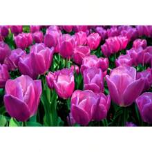 Bulbos de tulipán morado para plantar (10 bulbos) Bulbos de flores perennes para cultivo en exterior o interior - Se envía desde Iowa, EE. UU. Semilla