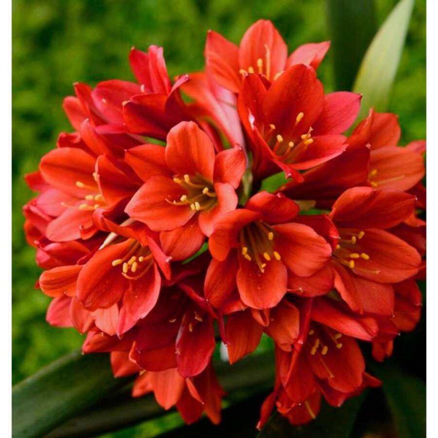 179 piezas de semillas mixtas de clivia - semillas de plantas perennes de interior - Navidad - flores festivas - flores de celebración - plantas de Navidad en  de , semillas de verduras, plantas de hosta, semillas de flores para jardinería, flores para exteriores, semillas de flores para plantar, semillas de flores perennes - 179 - Ver 1