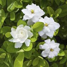 200+ Semillas de Gardenia Semillas de Gardenia para Plantar en el Jardín, plantas en , semillas de verduras, plantas de hosta, plantas vivas, plantas de jardinería, semillas de flores, plantas para exteriores, semillas de flores para exteriores, plantas vivas, no semillas, plantas vivas en , plantas de jardín perennes, semillas para plantar, plantas vivas en , no semillas, semillas de flores perennes, semillas de plantas - 200 - Ver 4