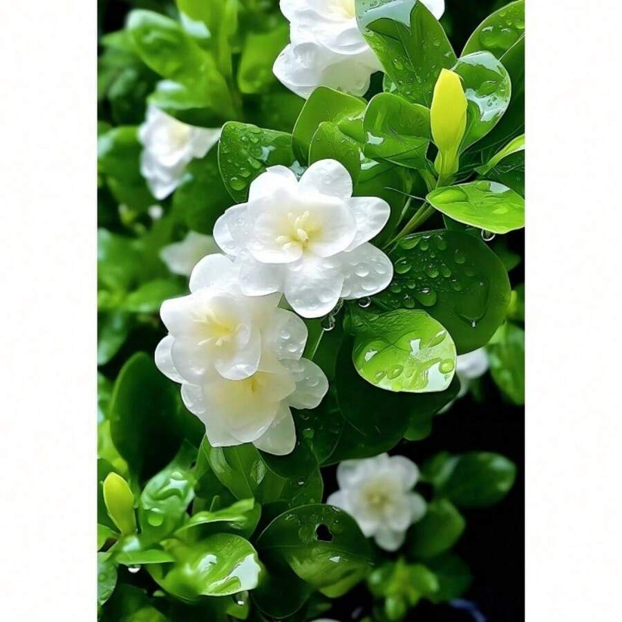 200 piezas oferta descuento semillas jazmín para plantar variedad flores blancas ornamentales germinación alta jardín exterior interior fácil cultivo decoración resistente - 200 semillas - Ver 1