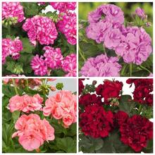 Semillas de flor de geranio color mixto paquete 20 piezas fácil germinación para jardín y plantación en casa tipo ornamental decorativo belleza botánica alta calidad especie resistente - 20 - Ver 6