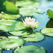 30/70 Semillas de Loto y Bonsai, semillas de loto para cortar y usar en arreglos florales, bonsai de loto de colores mixtos pre-germinados, fácil crecimiento con cuidado mínimo, incluye guía de plantación - 70 semillas - Ver 11