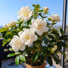 200+ Semillas de Gardenia Semillas de Gardenia para Plantar en el Jardín, plantas en , semillas de verduras, plantas de hosta, plantas vivas, plantas de jardinería, semillas de flores, plantas para exteriores, semillas de flores para exteriores, plantas vivas, no semillas, plantas vivas en , plantas de jardín perennes, semillas para plantar, plantas vivas en , no semillas, semillas de flores perennes, semillas de plantas - 200 - Ver 3