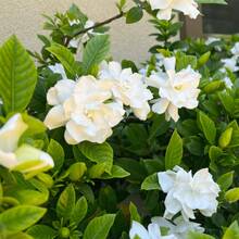 200+ Semillas de Gardenia Semillas de Gardenia para Plantar en el Jardín, plantas en , semillas de verduras, plantas de hosta, plantas vivas, plantas de jardinería, semillas de flores, plantas para exteriores, semillas de flores para exteriores, plantas vivas, no semillas, plantas vivas en , plantas de jardín perennes, semillas para plantar, plantas vivas en , no semillas, semillas de flores perennes, semillas de plantas - 200 - Ver 5