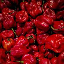 10PCS Semillas Pimiento Habanero Rojo Semillas Picante Formato Agricultor Jardín Cultivo Plantación Fácil Germinación Cocina Recetas Sabor Colorido - 1 - Ver 1