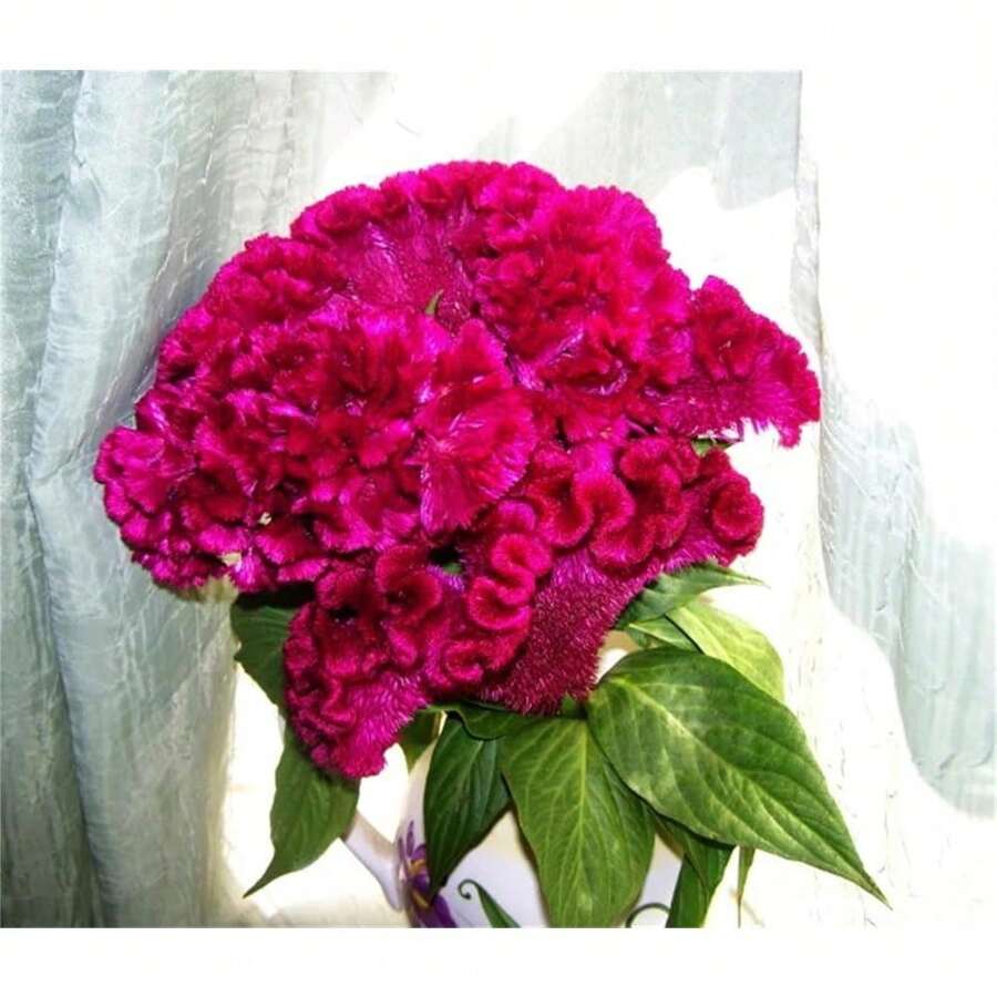 Semillas de árbol de planta Celosia Cristata Rosa, 1000 semillas de cresta de gallo - Planta de flor herencia - 1000 piezas - Ver 1