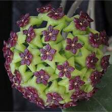Mezcla de Hoya Carnosa-Planta de Cera de Flor de Porcelana 200 Semillas Planta de Flores Apocynaceae Resistente Planta de Interior Flores Dulces de Aroma Blanco Rosa Amarillo Verde Decoración de Jardín - Variante 1 - Ver 7