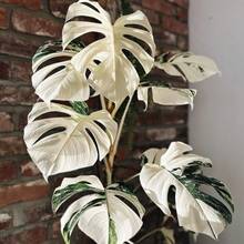 100 piezas de semillas de tortuga blanca raras, adecuadas para decoración interior y exterior en el Día de San Valentín, Navidad, Pascua, Acción de Gracias, resistentes al frío y adecuadas para todas las estaciones, ideales para jardines de bricolaje, jardines domésticos, macetas y patios - regalos de jardinería ideales - Navidad - Flores de festivales - Flores de celebración - Navidad - Semillas de tortuga blanca - Ver 5